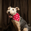 Valentínsky deň psov Bandana Cute Pet Pet Apparel doplnky pre pohodlie a štýl psov