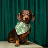 Lógó saincheaptha só -díol te clóbhuailte bunny na Cásca madra bandana cúlpháirtí peataí ilfheidhmeach don earrach geimhridh don mhadra