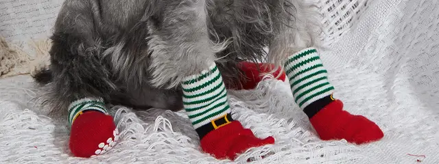 dog socks for dogs hallween