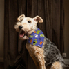 Hallowmas Luxury Dog Bandana Coton et Polyester Pet Pet Pet Pet pour l'été printemps d'hiver Mignon de motif animal accessoire