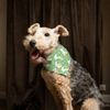 Lógó saincheaptha só -díol te clóbhuailte bunny na Cásca madra bandana cúlpháirtí peataí ilfheidhmeach don earrach geimhridh don mhadra