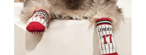 Pet Socks.png